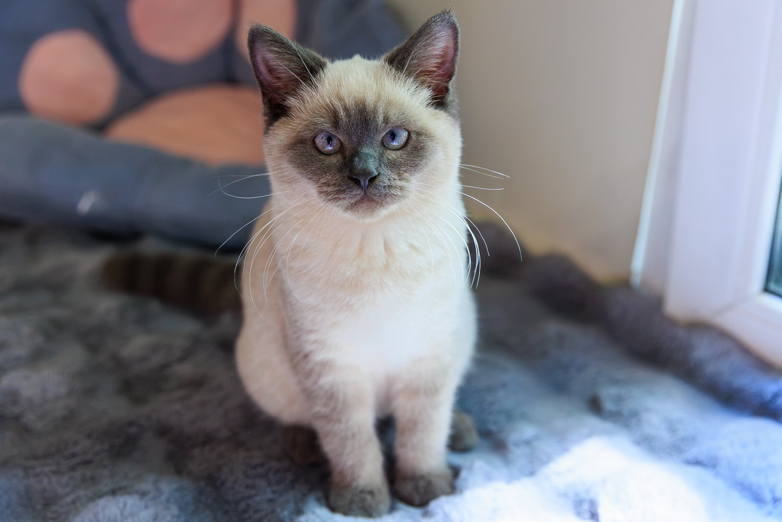 кот, котокафе, кошка, животное Яна Гайдук , ИА PrimaMedia